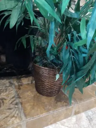 Decorative plastic plants in wicker basket in good previously used con