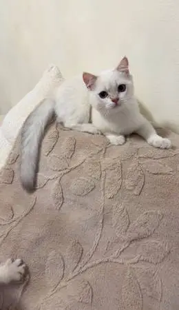 Brittish shorthair kitten