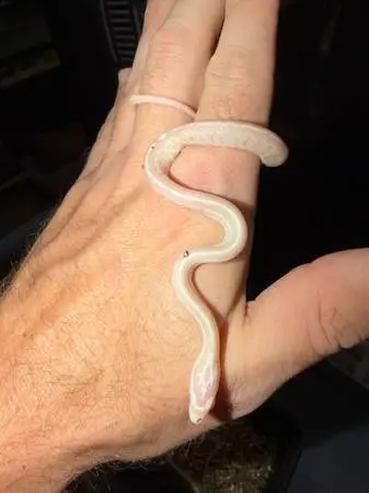 Snakes