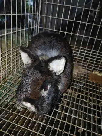 OTTER NETHERLAND  buck