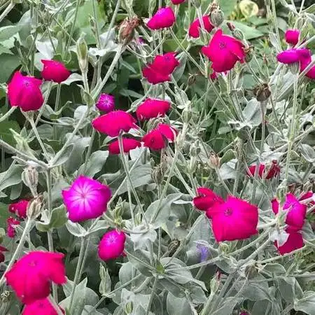Rose Campion 4 Sizes
