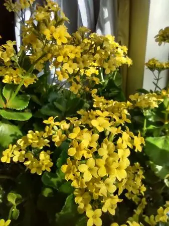 kalanchoe flowers February on