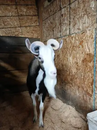 Proven Alpine buck goat for hire