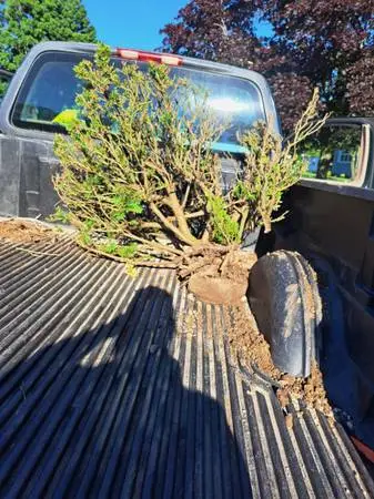 Bushes Removed