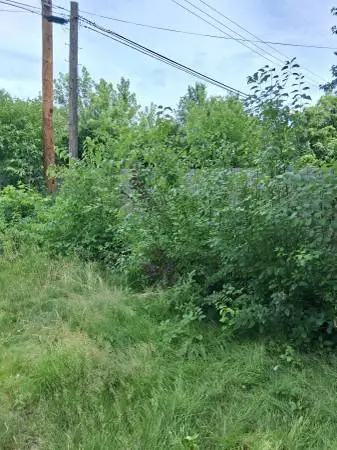 🌳 H&S BRUSH & TREE REMOVAL 🌳