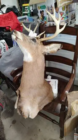 deer head...4 point..