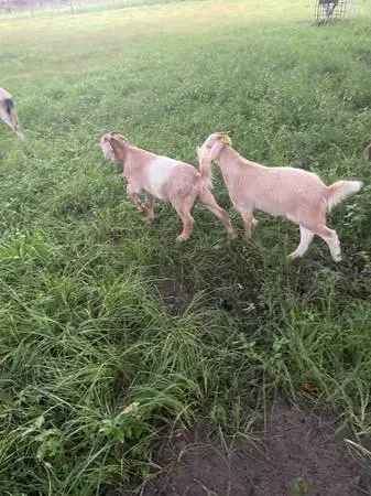 Nanny Goats