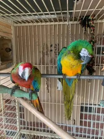 Hybrid macaw bonded pair