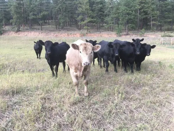 Grass fed beef for sale