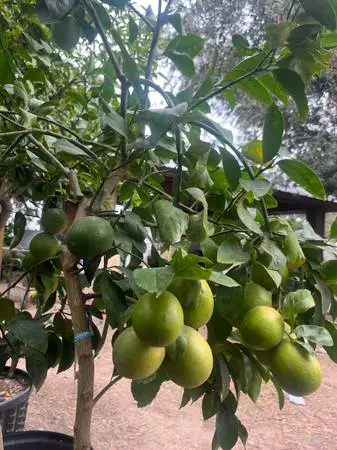 Valley Lemon Trees - 2 Feet Tall - Over 50 Citrus Varieties in stock