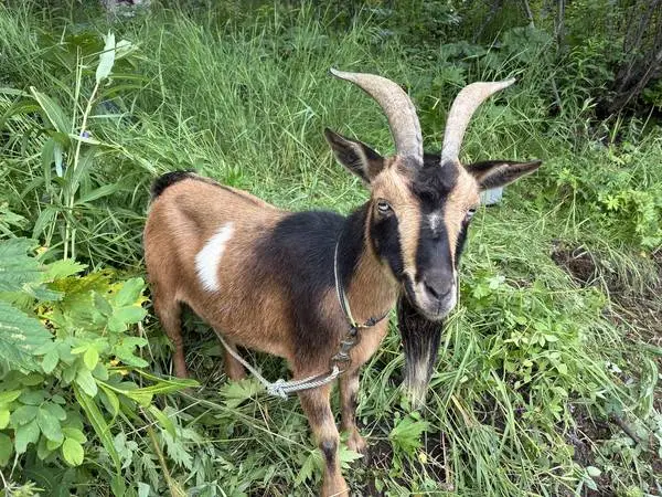 Nigerian dwarf goat(s), female doe, reduced to