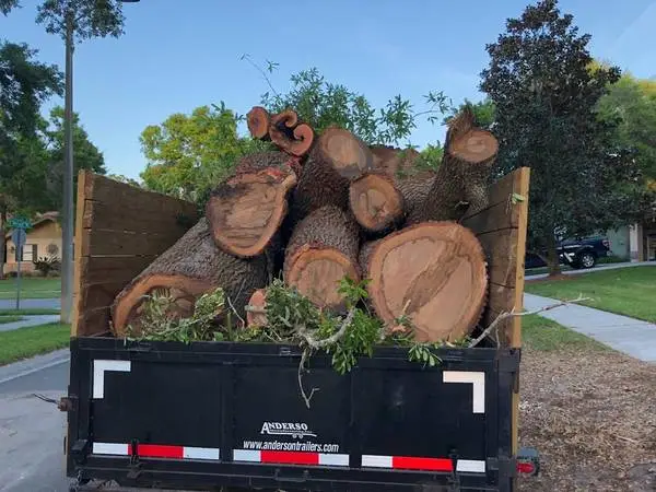 Wanted Tree service wood/logs
