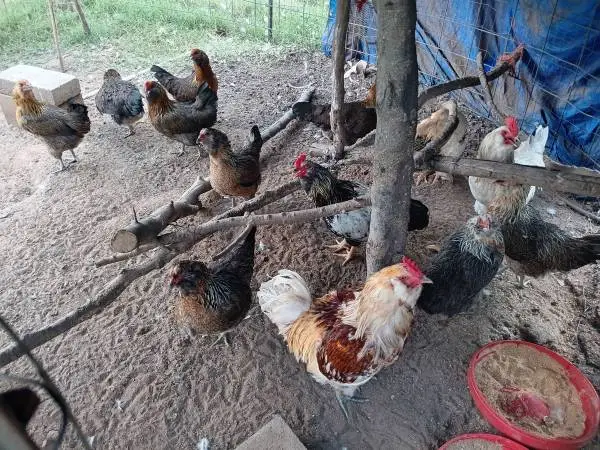 Chicken
