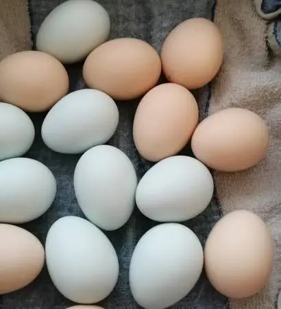 Chicken, Quail & Duck Fertilized Hatching Eggs & Organic Eggs for Food