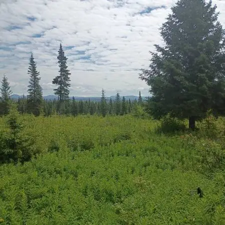 Beautiful lot in Ninilchik