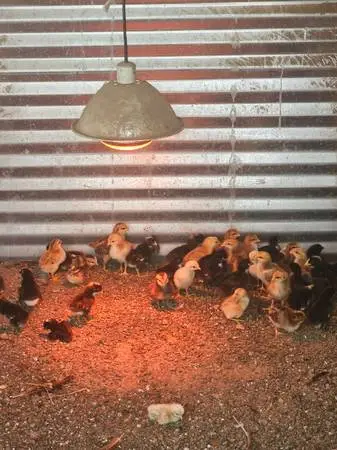 chickens,quail,and ducks also organic eggs