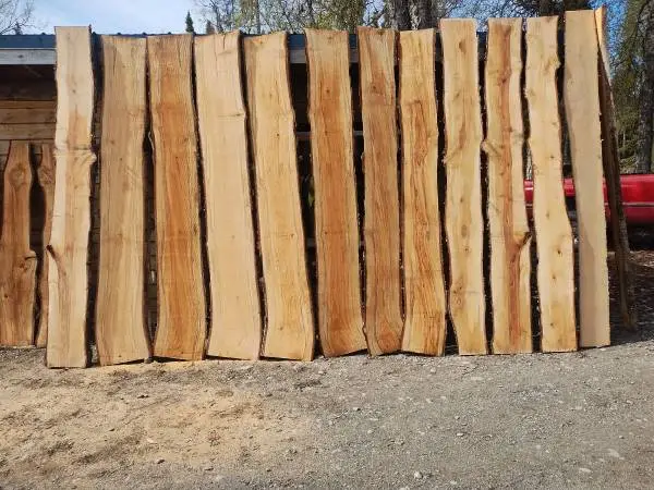 Live edge birch slabs