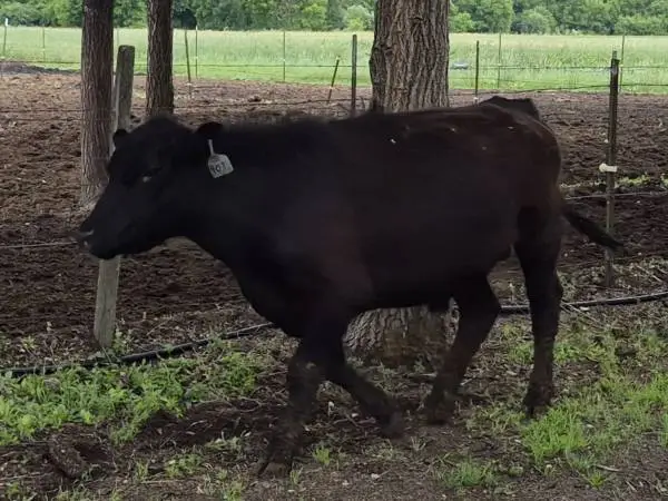Registered BLACK Angus Bulls