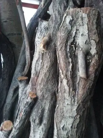 Beautiful diamond willow sticks