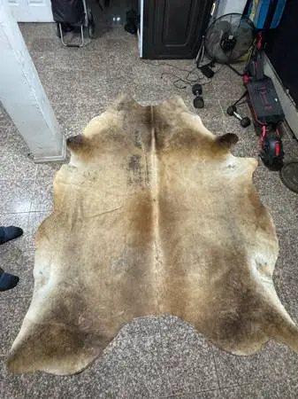 KOLDBY cowhide rug—OBO cash only
