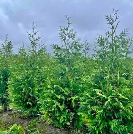 Thuja green giants for sale