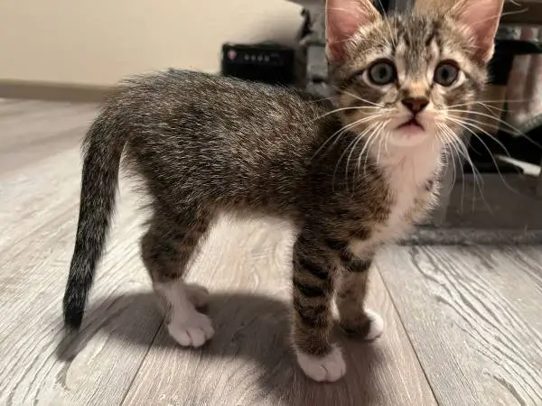Cute kitten boy is waiting for a new home
