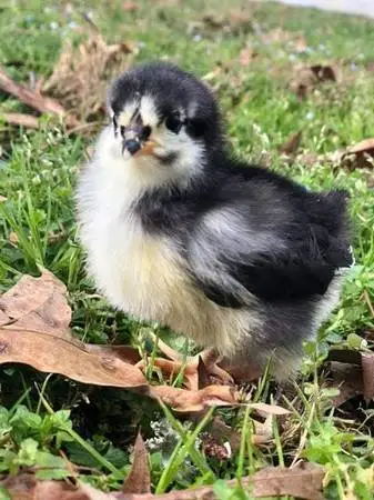 Black Australorp Female Chicks Organically Raised From Day 1