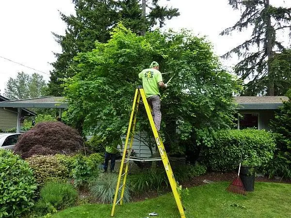 YARD CLEAN UP TREE TRIMMING CALL 702 6892943
