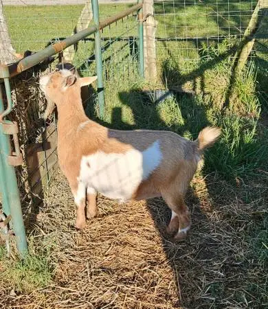 nigerian dwarf female goats
