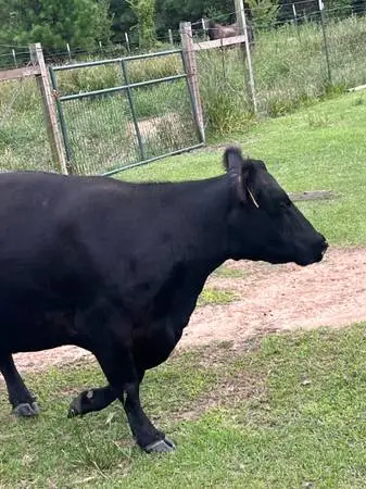 Pregnant Angus cow
