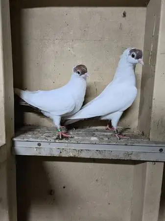 Black Or Red Helmet Show Pigeons