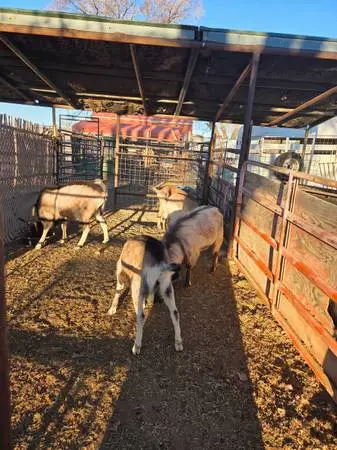 Fair animals