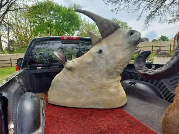 Wanted to buy large african taxidermy big game