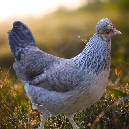 Chicken