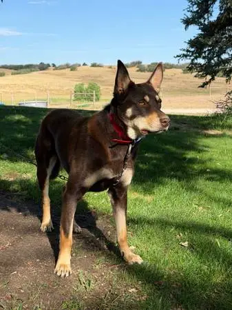 Working Kelpie Stud