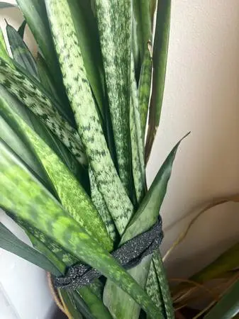 Plant Mother In Laws Tongue