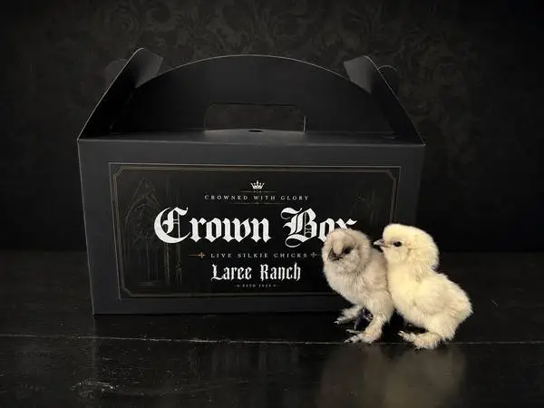 Silkie Chicks For Sale | Bantam Chickens Kansas City & Southeast Kansa