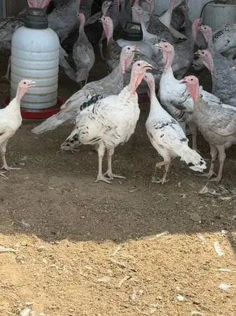 Royal palm turkeys! 20.00 each