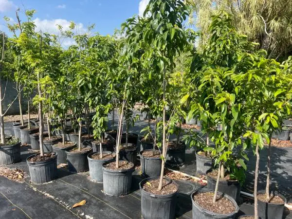 Fruit trees plant Varieties