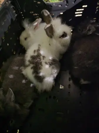 Lionhead Rabbits