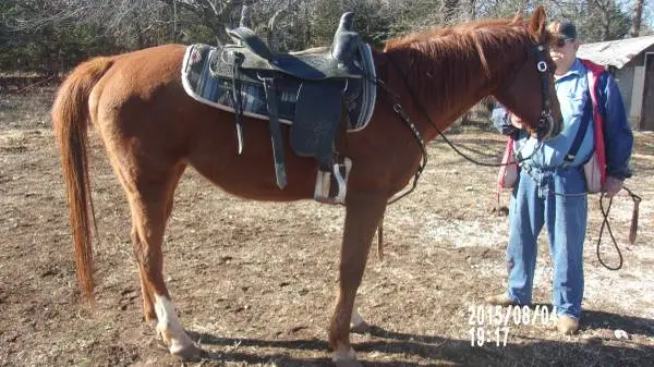 Sorrel Mare