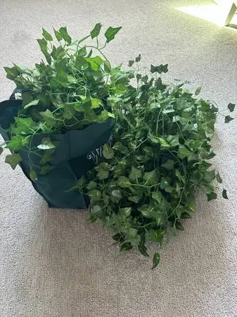 Decorative Artificial Ivy Vines (Lots)