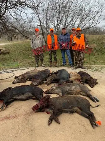 Wild Hog Hunt