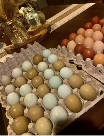 FLASH SALE!!!! F2-F3 Olive Egger eggs for hatching