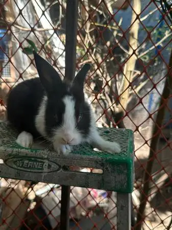 Rabbit $30 Houston, Texas