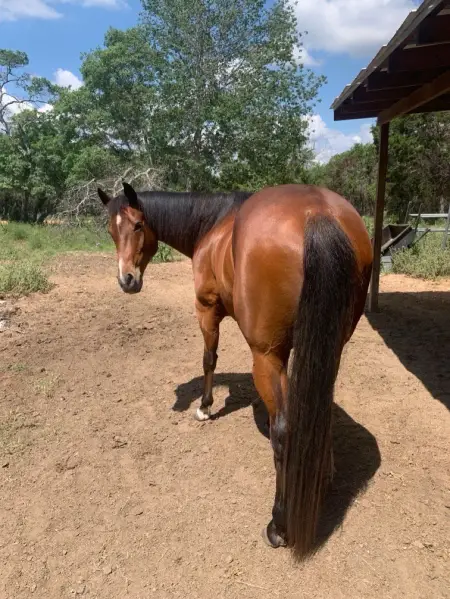 horse