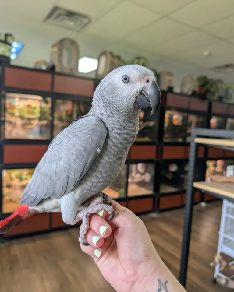 free parrots