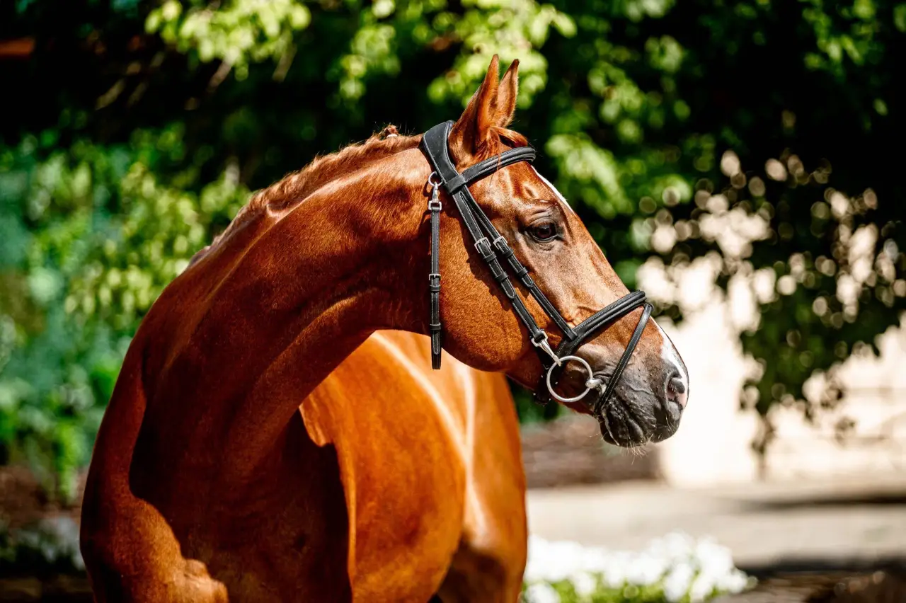 horse