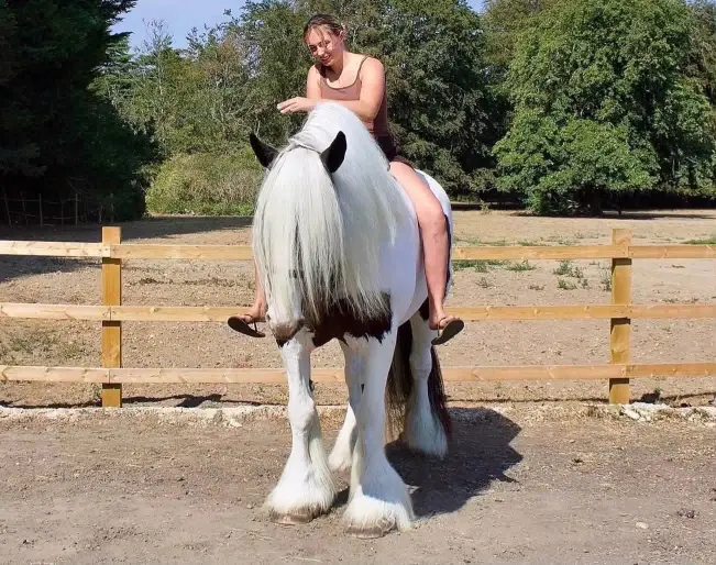 horse