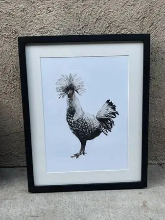 Silver Laced Polish Chicken Framed Print in Wood Frame